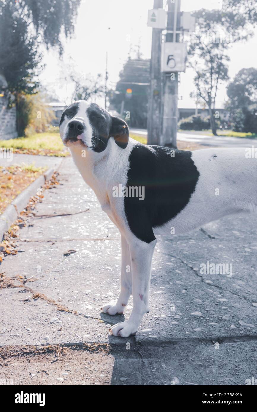 Cane bianco con macchie nere guardando la fotocamera con gli occhi chiusi. Foto Stock