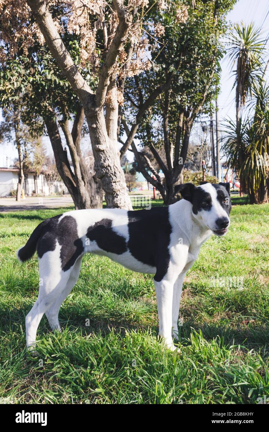 Cane bianco con macchie nere in piedi sull'erba e guardando la fotocamera. Concetto PET Foto Stock