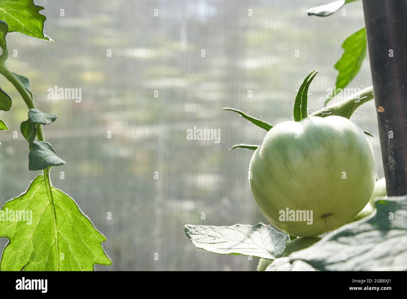 Pomodori verdi. Il concetto di agricoltura. Agricoltura biologica, crescita di giovani piante di pomodoro in serra, primo piano di un pomodoro verde. Foto di alta qualità Foto Stock