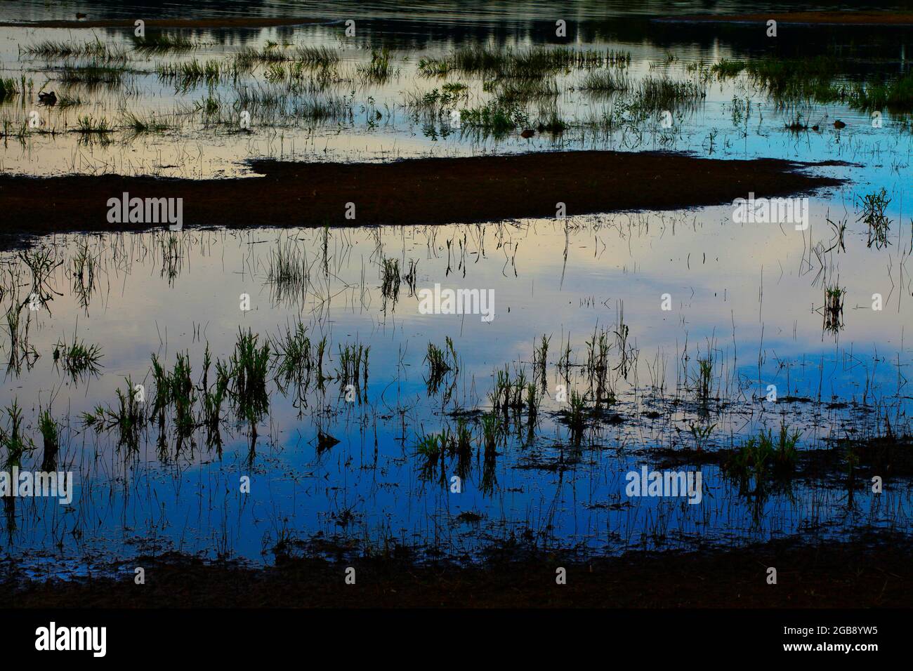 Un'immagine esterna di una zona umida del Pacifico nord-occidentale Foto Stock