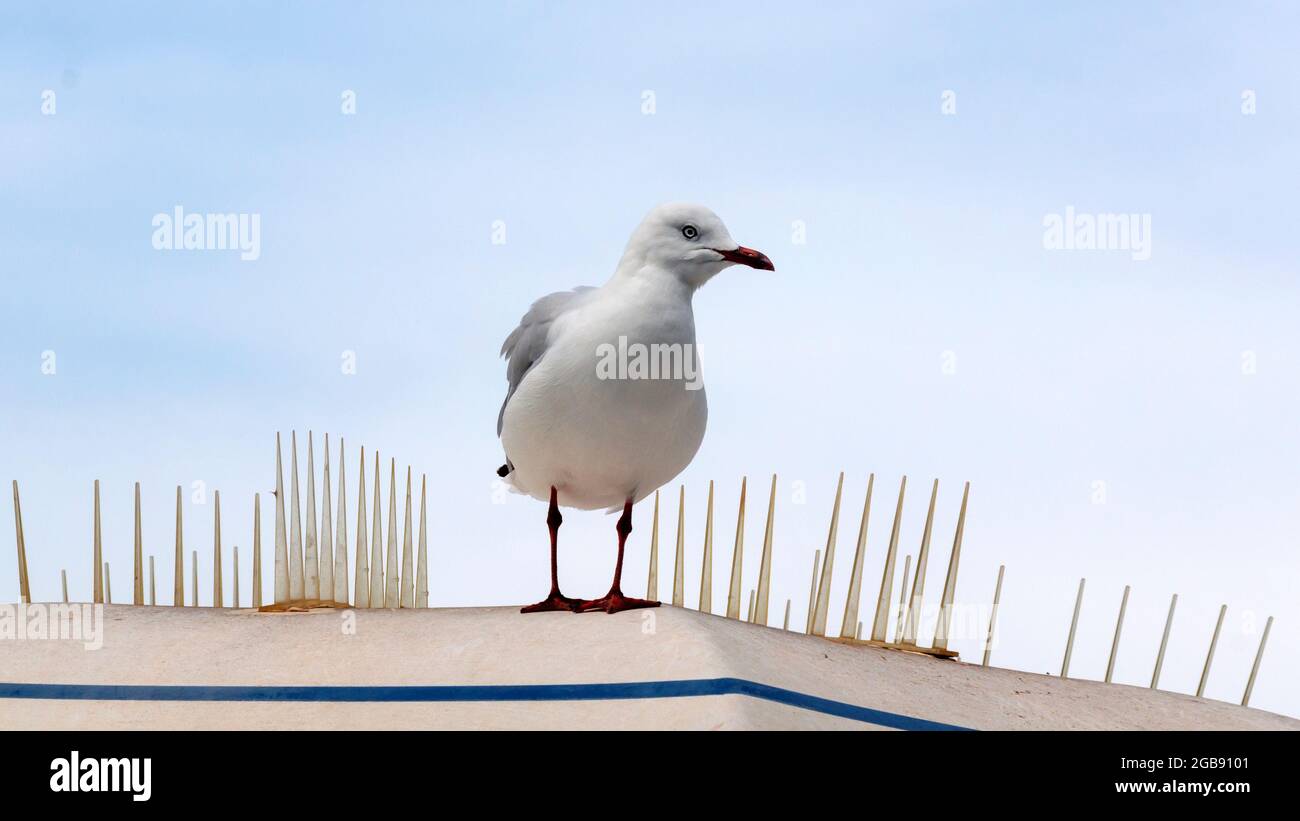 un primo piano di un uccello su un tetto Foto Stock