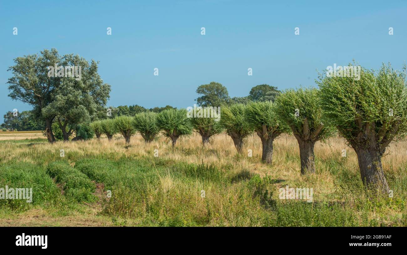 Fila di salici, impollardati e non impollardati a Klagstorp, comunità di Trelleborg, Scania, Svezia, Scandinavia Foto Stock