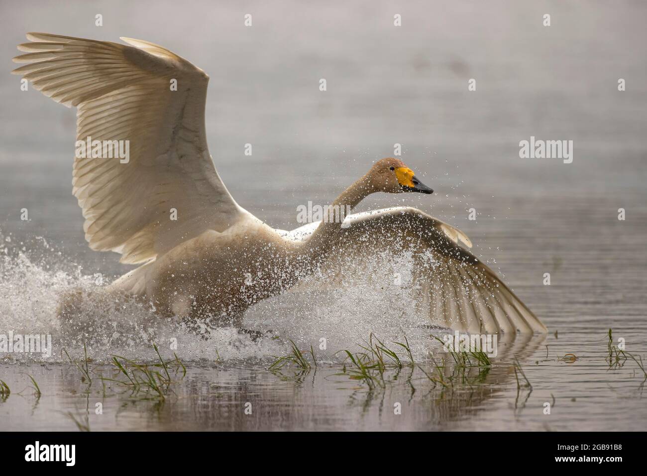 Il cigno di Whooper (Cygnus cygnus) atterra nelle acque che spruzzano, Lusazia, Sassonia, Germania Foto Stock