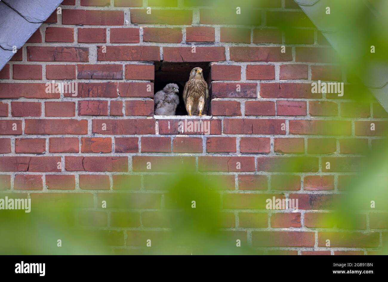 Gheppio comune (Falco tinnunculus) femmina e giovane uccello di fronte al nido d'ingresso, Muensterland, Nord Reno-Westfalia, Germania Foto Stock