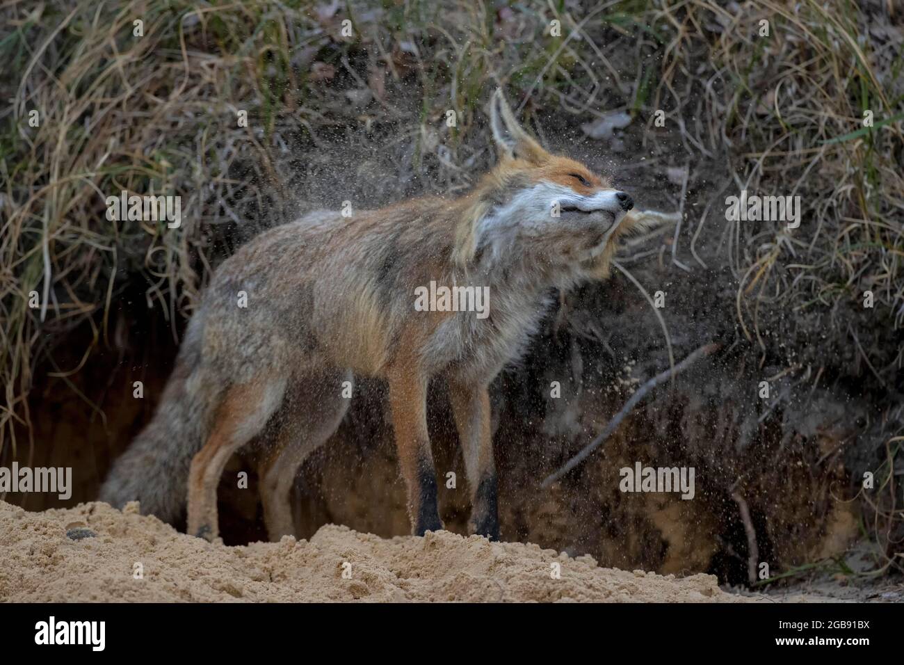 Volpe rossa (Vulpes vulpes) scuotendo la sabbia dalla sua pelliccia, Lusazia, Sassonia, Germania Foto Stock