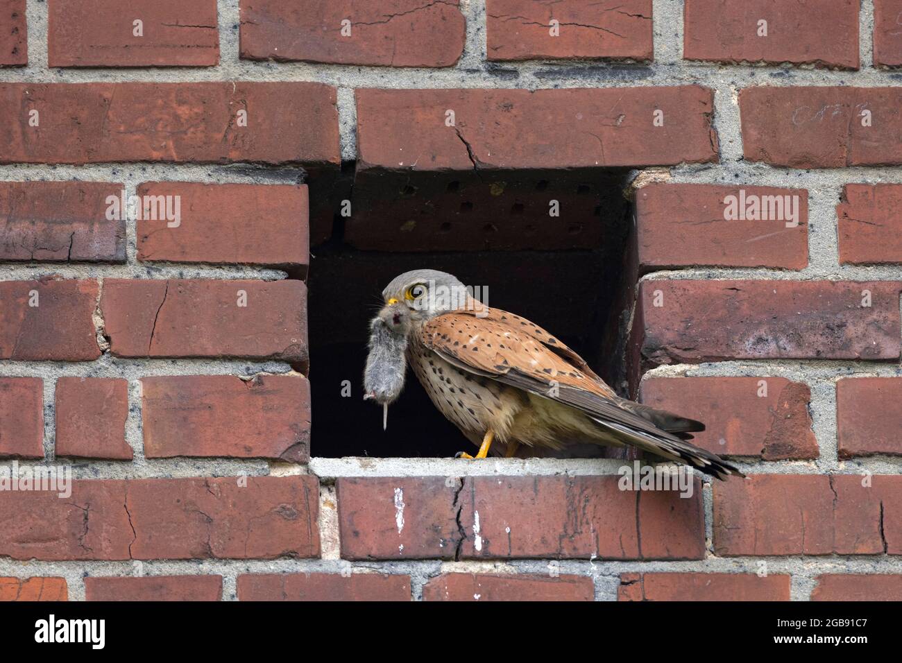 Gheppio comune (Falco tinnunculus) con preda, Muensterland, Nord Reno-Westfalia, Germania Foto Stock