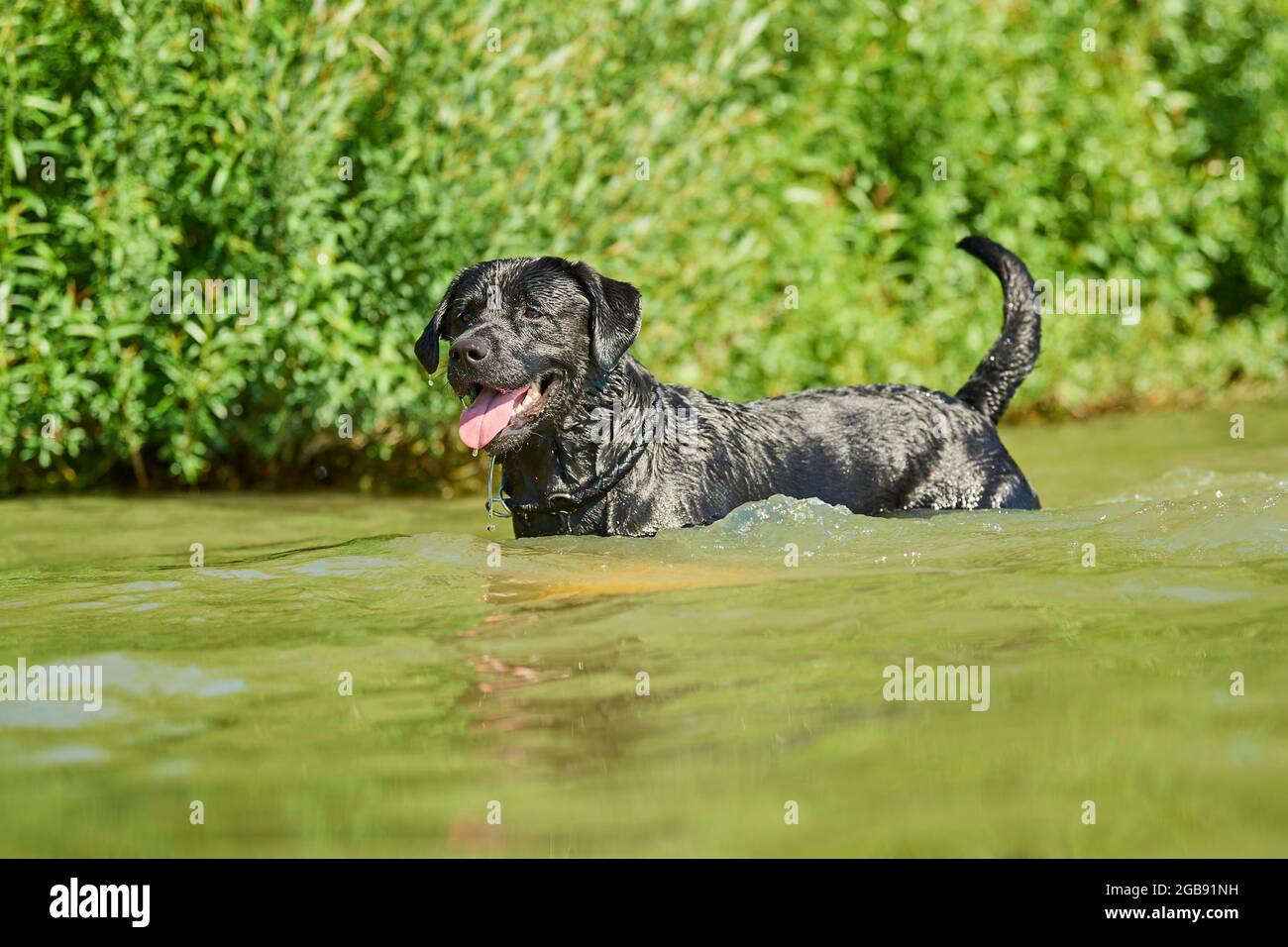 Cane Labrador nero in un lago, Baviera, Germania Foto Stock