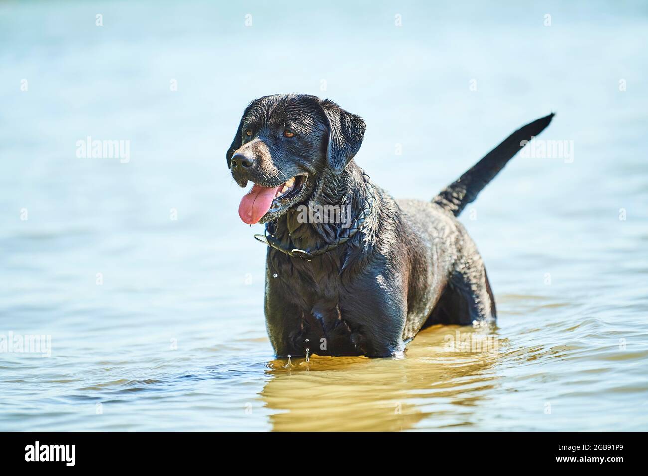 Cane Labrador nero in un lago, Baviera, Germania Foto Stock