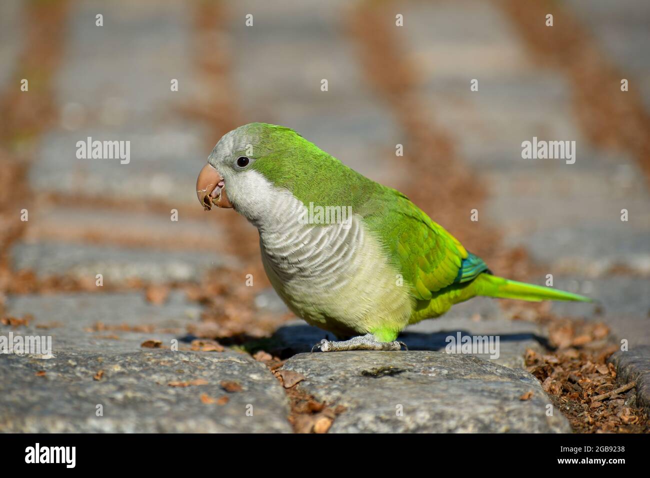 parakeet monaco (miopsitta monachus), o pappagallo quaker, che si nuota a terra Foto Stock