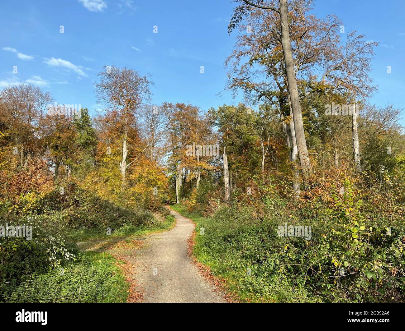 Sentiero escursionistico attraverso il paesaggio boscoso autunno, Muensterland meridionale, Nord Reno-Westfalia, Germania Foto Stock