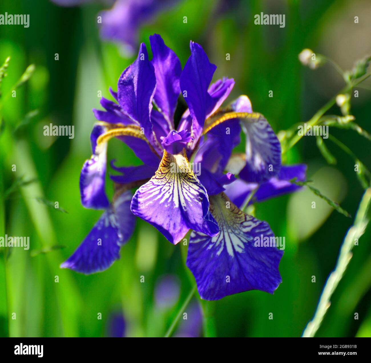 Fiore blu di un iride siberiano (Iris sibirica), Raubling, Baviera, Germania Foto Stock