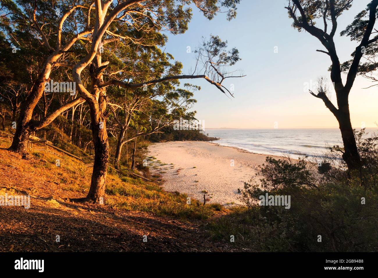 luce mattutina sugli alberi in spiaggia Foto Stock