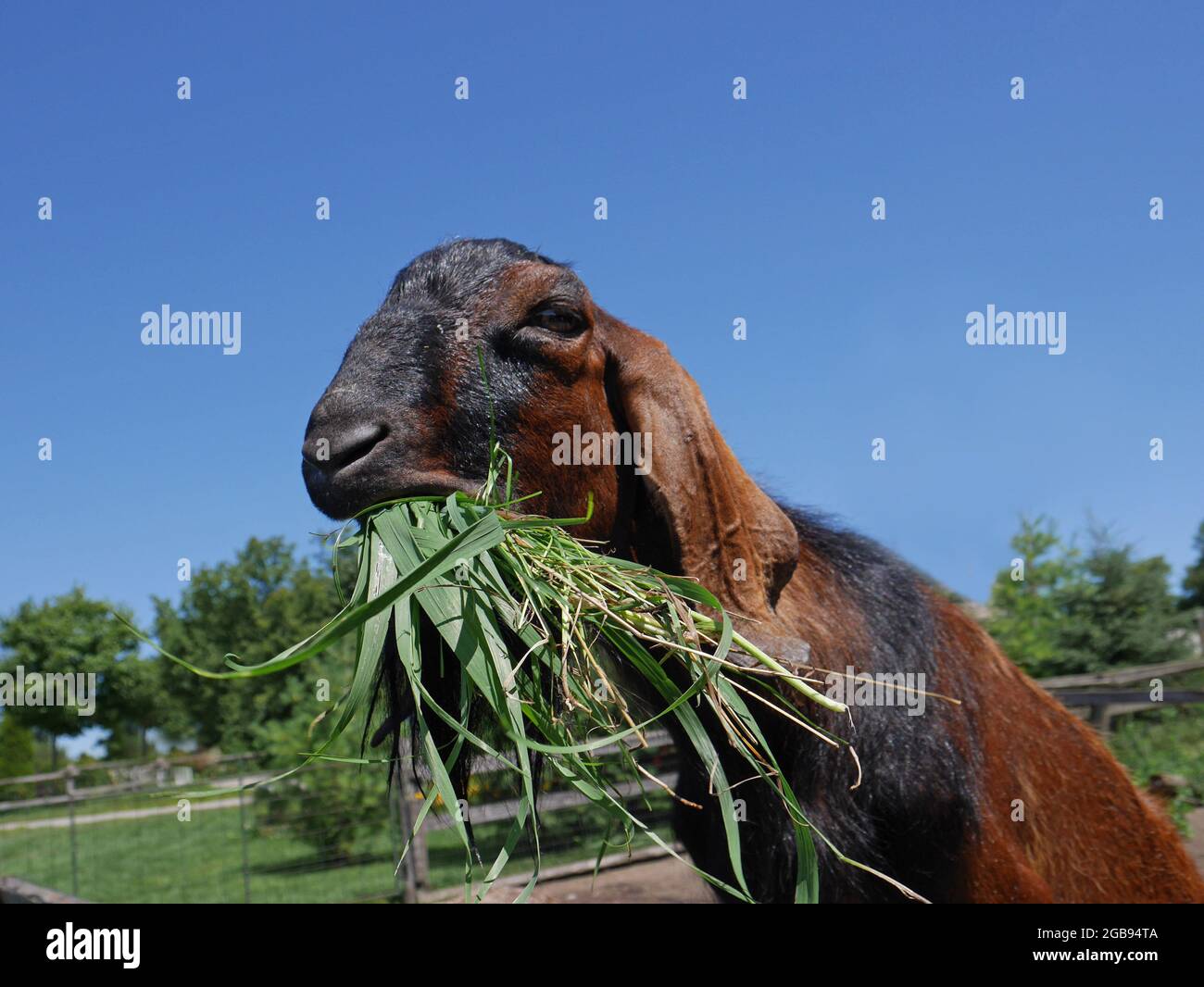 Una capra molto affamata che prende un boccaglio grande Foto Stock