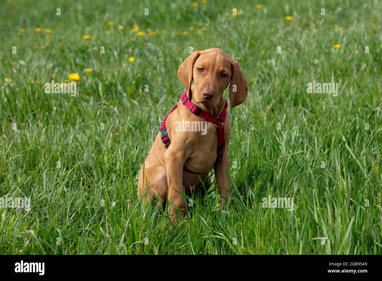Ungherese o Magyar Vizsla o liscio-capelli Vizsla, cane di puntamento, cucciolo seduto in un campo in primavera, 11 settimane di età Foto Stock