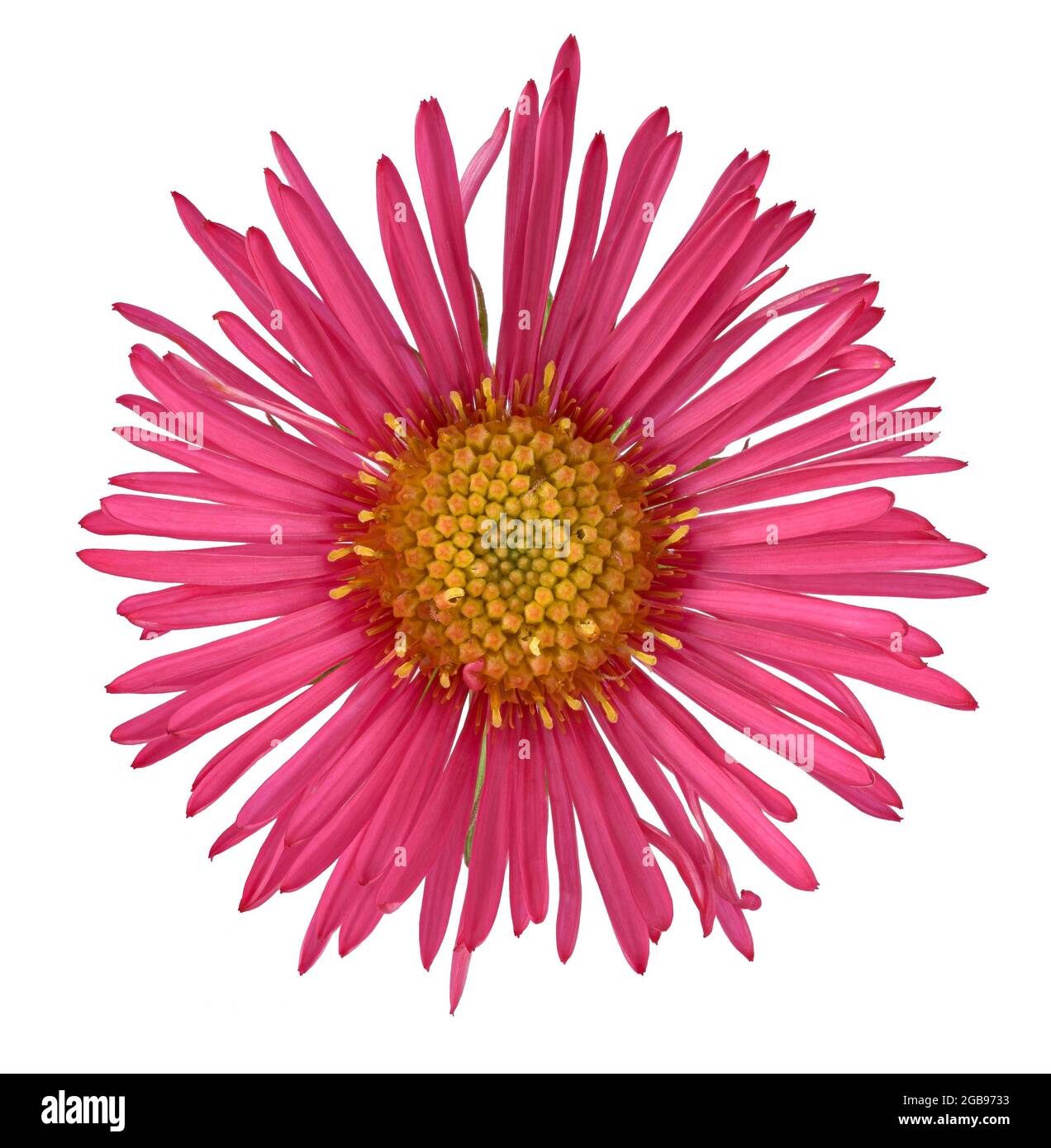 New England aster (Symphyotrichum novae-angliae) (Aster novae-angliae L.), New England aster, flower, North America, Germania Foto Stock