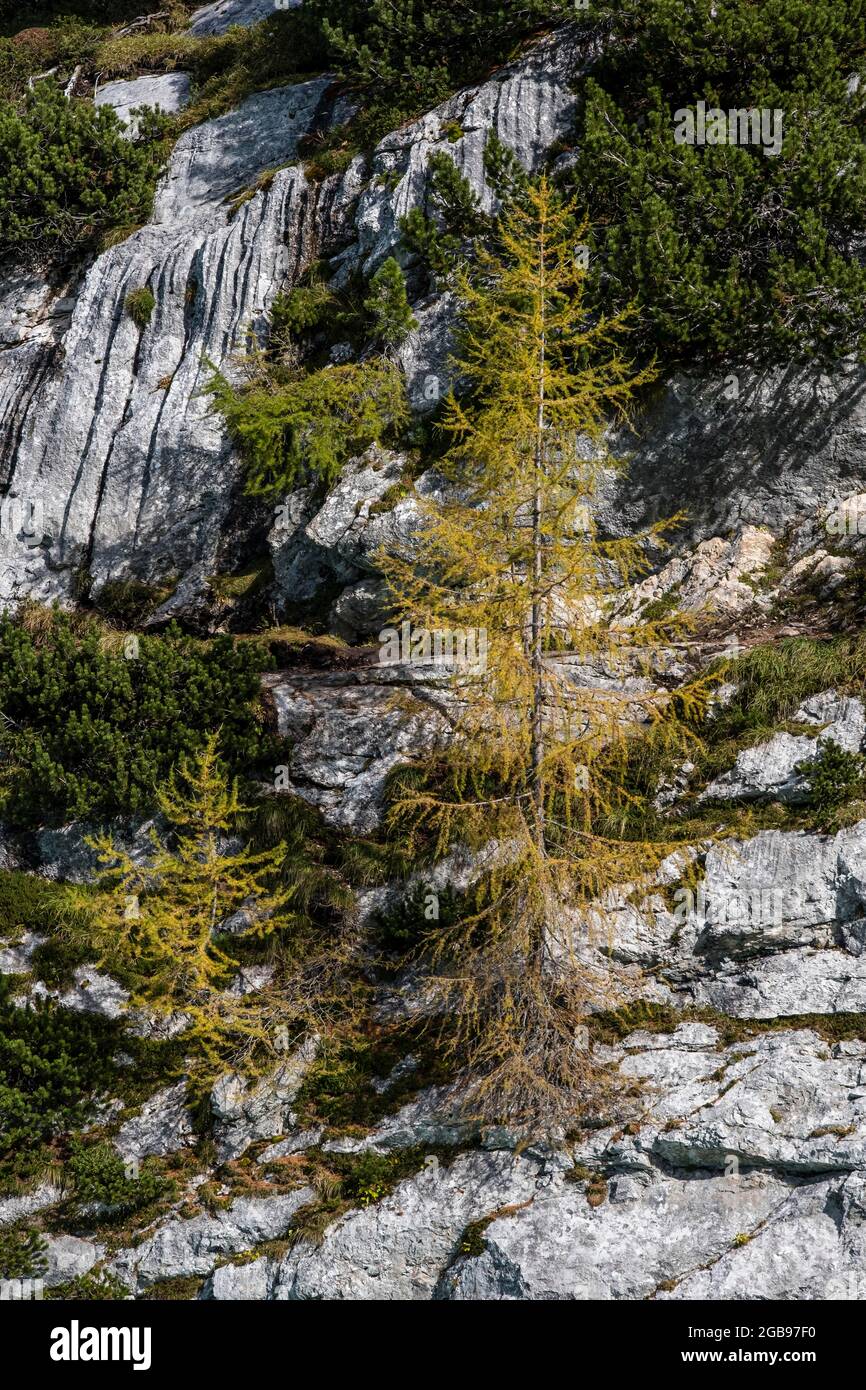 Larici autunnali, scolorimento, Dolomiti, Belluno, Italia Foto Stock