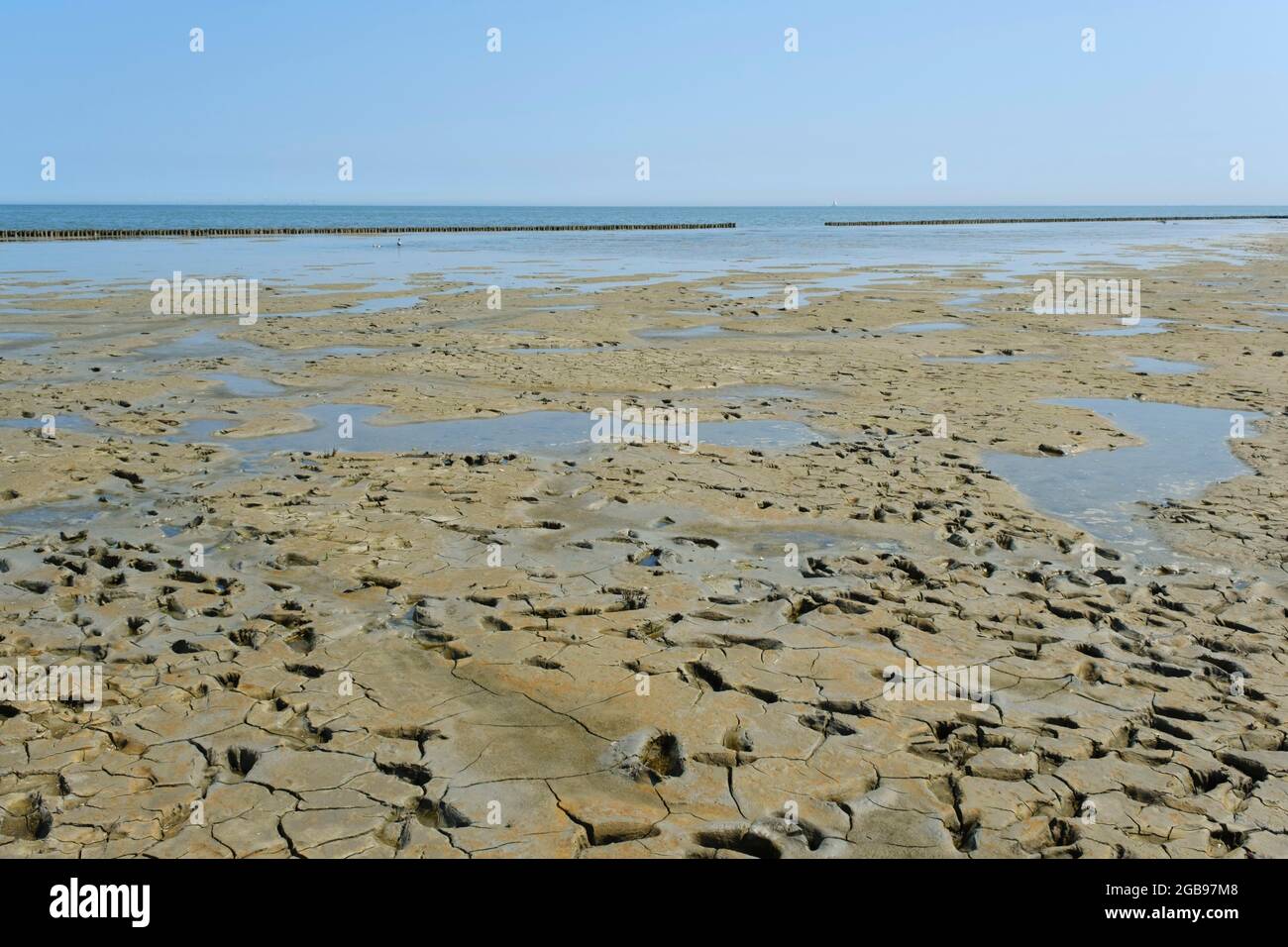 Orme nel mudflats, bassa Sassonia Wadden Sea National Park, Wangerland, Frisia orientale, bassa Sassonia, Germania Foto Stock