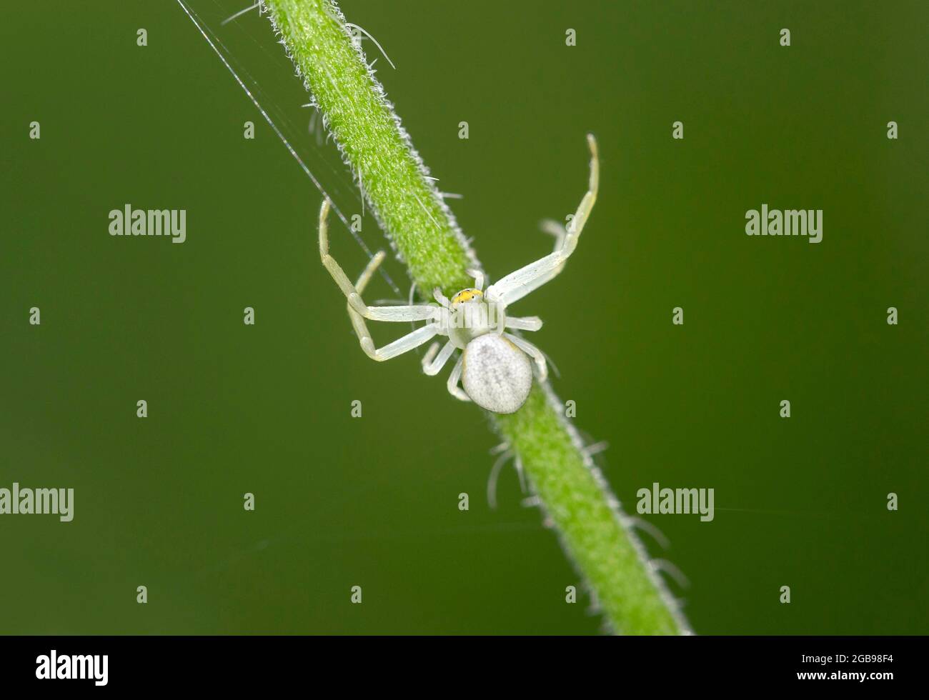 Ragno di granchio d'oro (Misumena vatia), femmina, Vallese, Svizzera Foto Stock