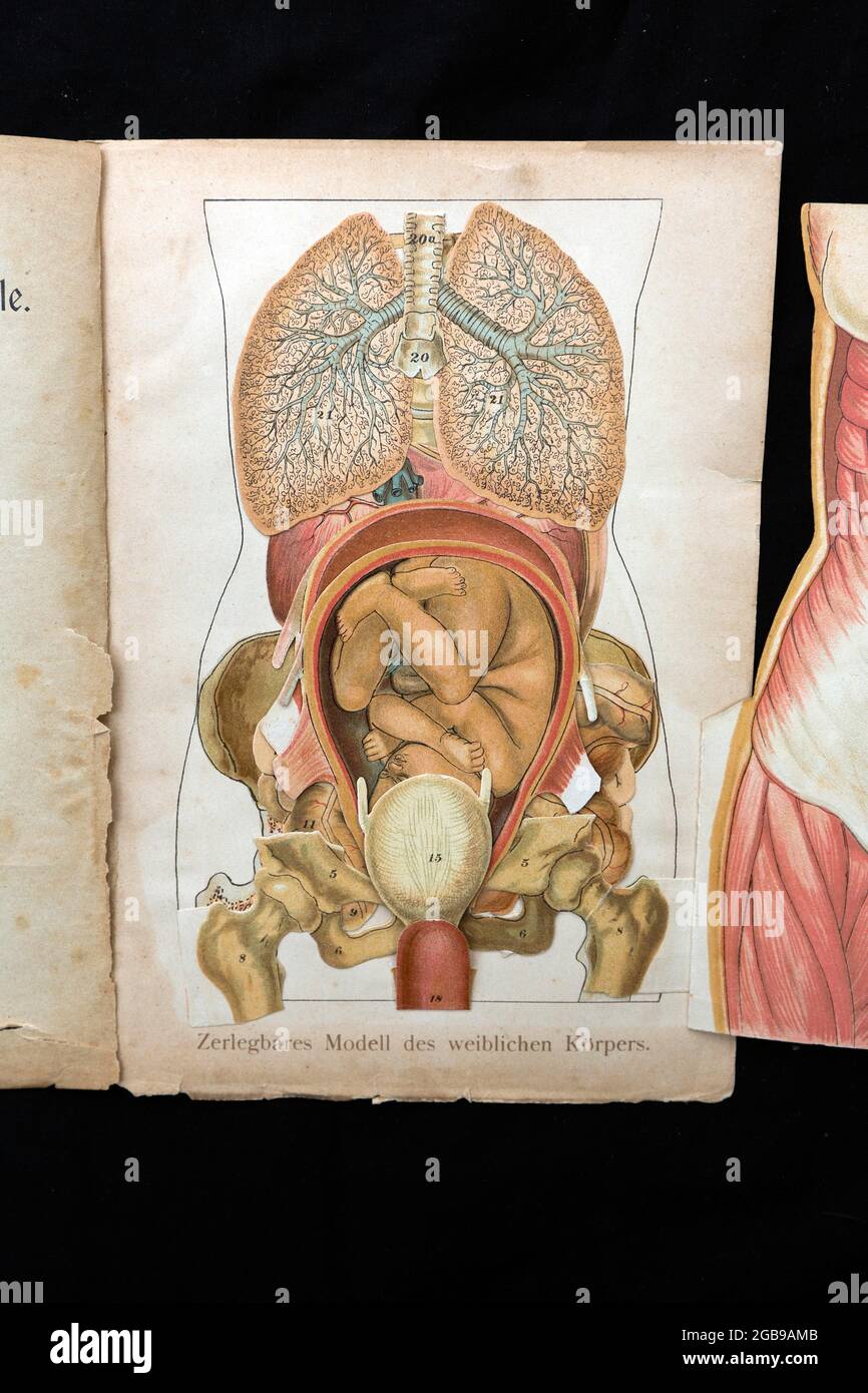 Modello smontabile di corpo femminile, Der praktische Hausarzt, Ein Weg zur Gesundheit, 1901, Breslau Foto Stock