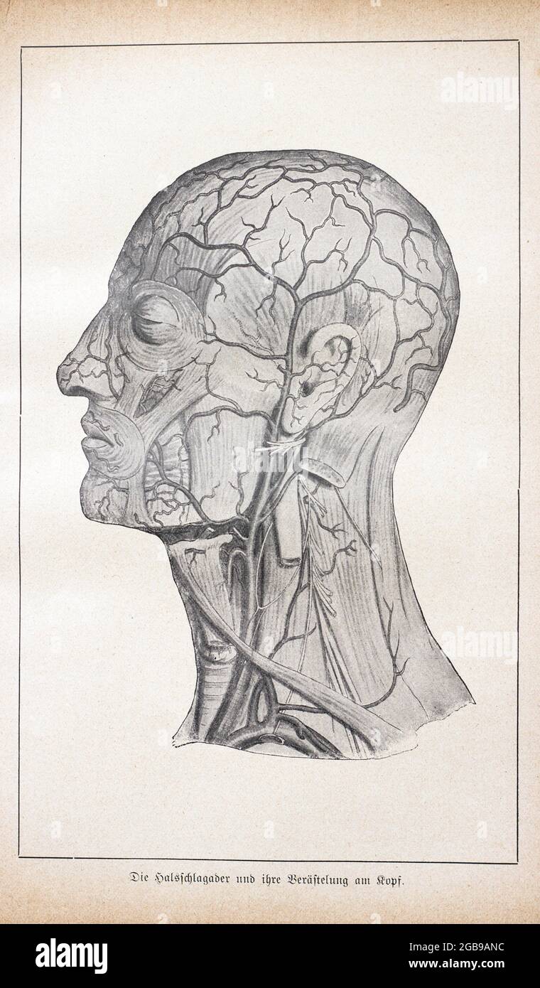 L'arteria carotide e le sue ramificazioni sulla testa, Der praktische Hausarzt, Ein Weg zur Gesundheit, 1901, Breslau Foto Stock
