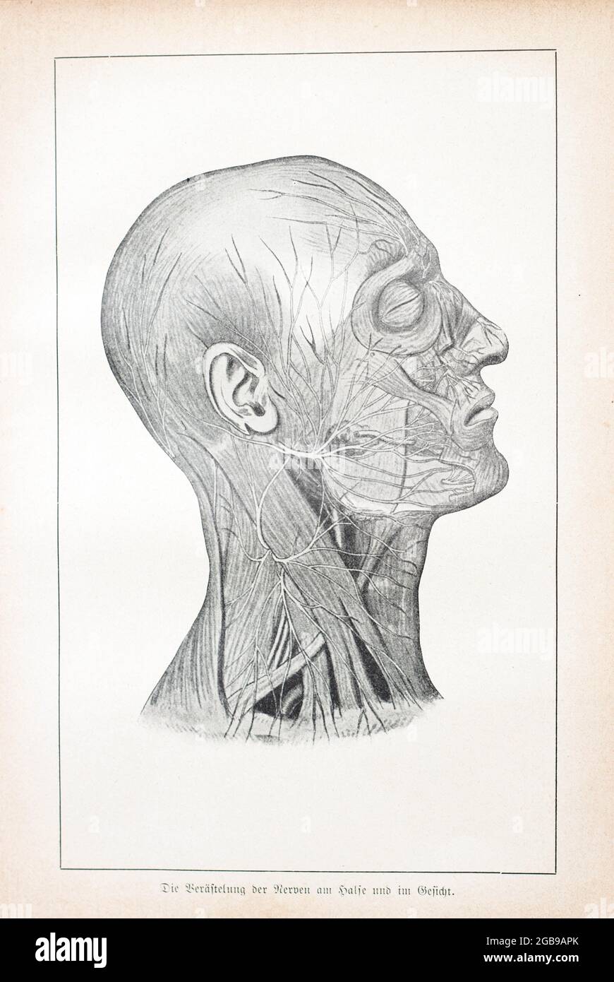 La ramificazione dei nervi nel collo e nel viso, Der praktische Hausarzt, Ein Weg zur Gesundheit, 1901, Breslau Foto Stock