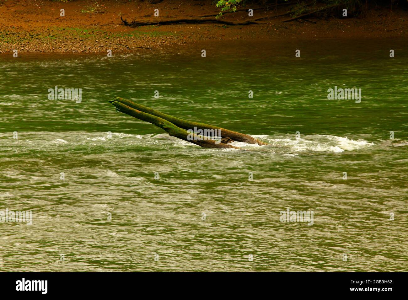 Un'immagine esterna di un fiume del Pacifico nord-occidentale Foto Stock