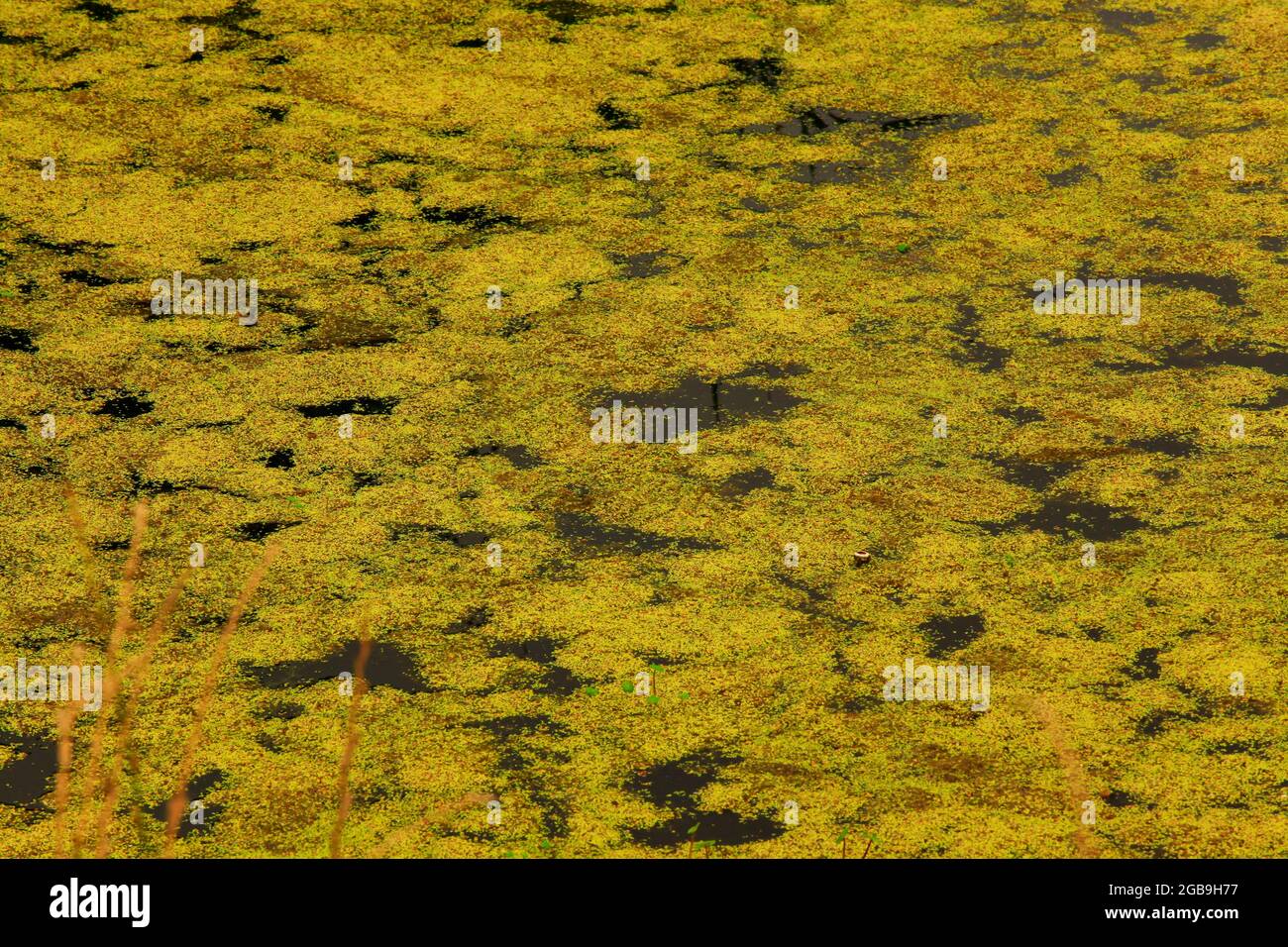 Una foto di un parco acquatico del Pacifico nord-occidentale Foto Stock