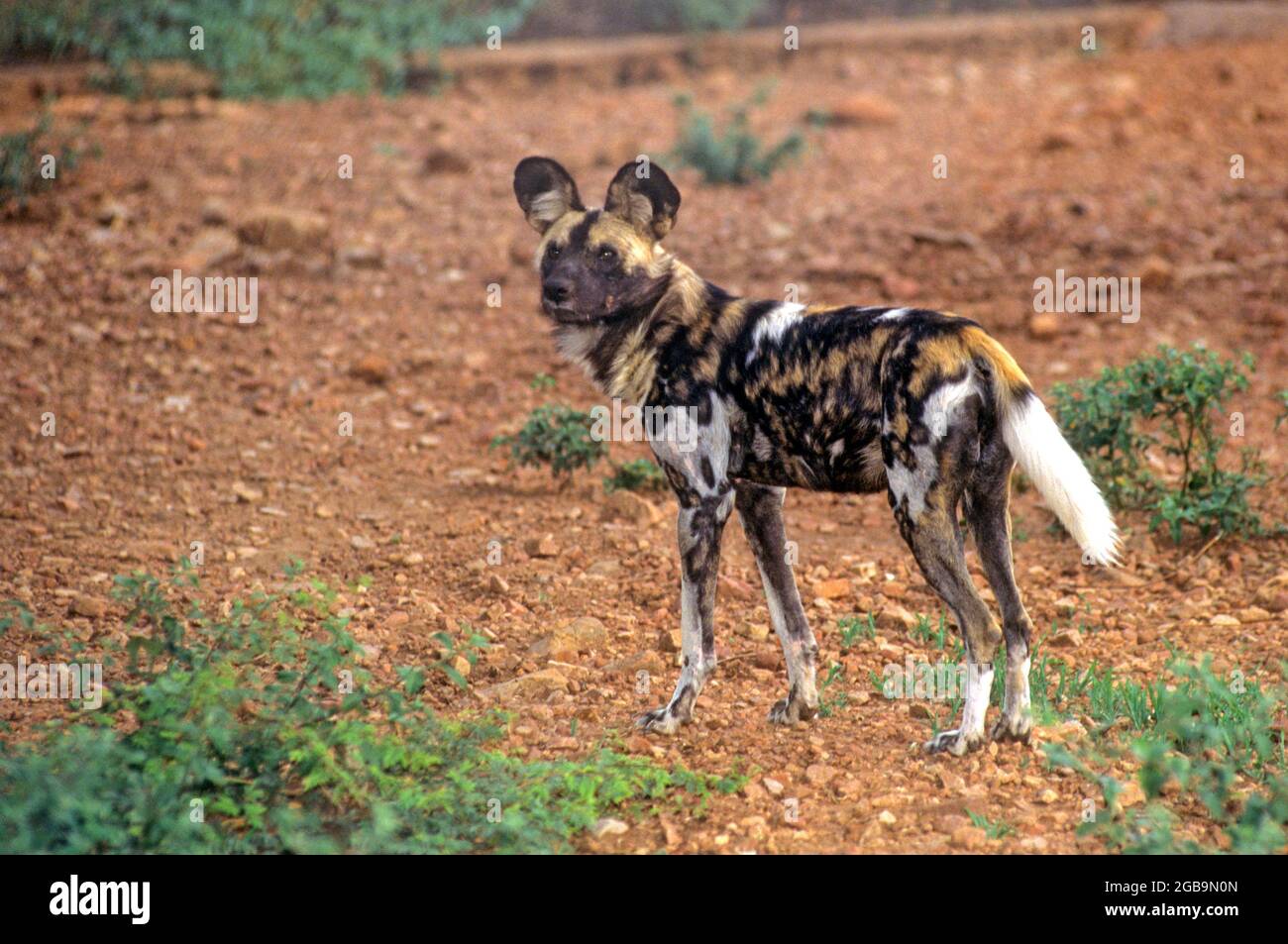 Il cane selvatico africano (Lycaon pictus) è un canino che è una specie nativa dell'Africa sub-sahariana. È il più grande canino selvatico in Africa, e l'onl Foto Stock