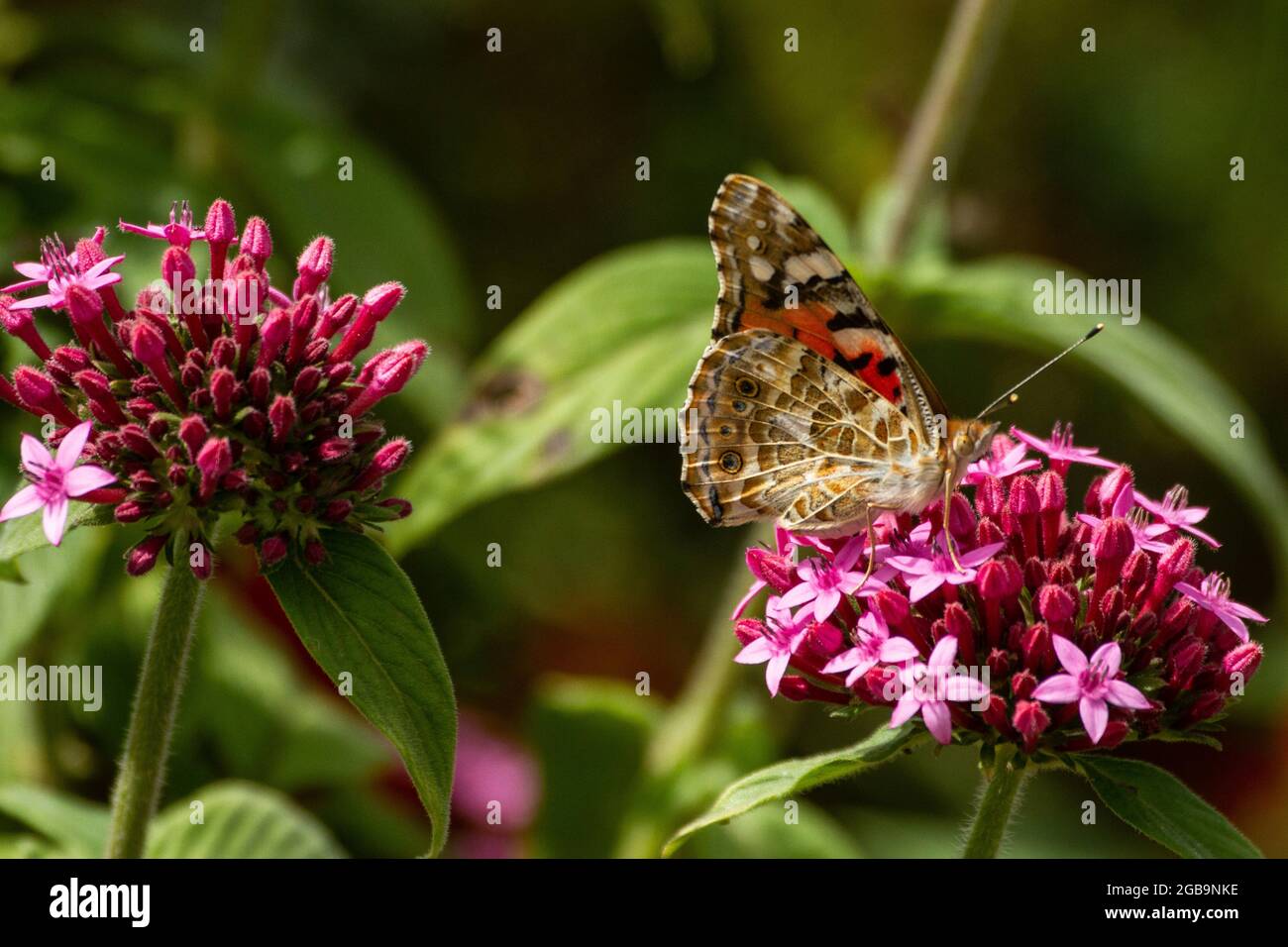 Painted Lady (Vanessa Cardui) questa farfalla si trova in Europa, Africa settentrionale e Asia occidentale. Fotografato in Israele, inverno novembre Foto Stock