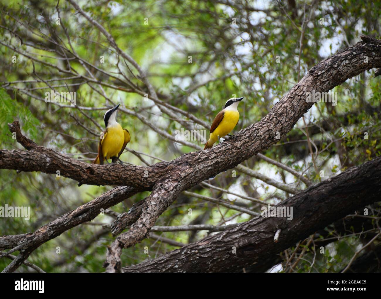 Due uccelli Kiskadee gialli e neri che si aggirano su un ramo nel bosco al Bentsen-Rio Grande Valley state Park vicino a Mission, Texas meridionale. Foto Stock