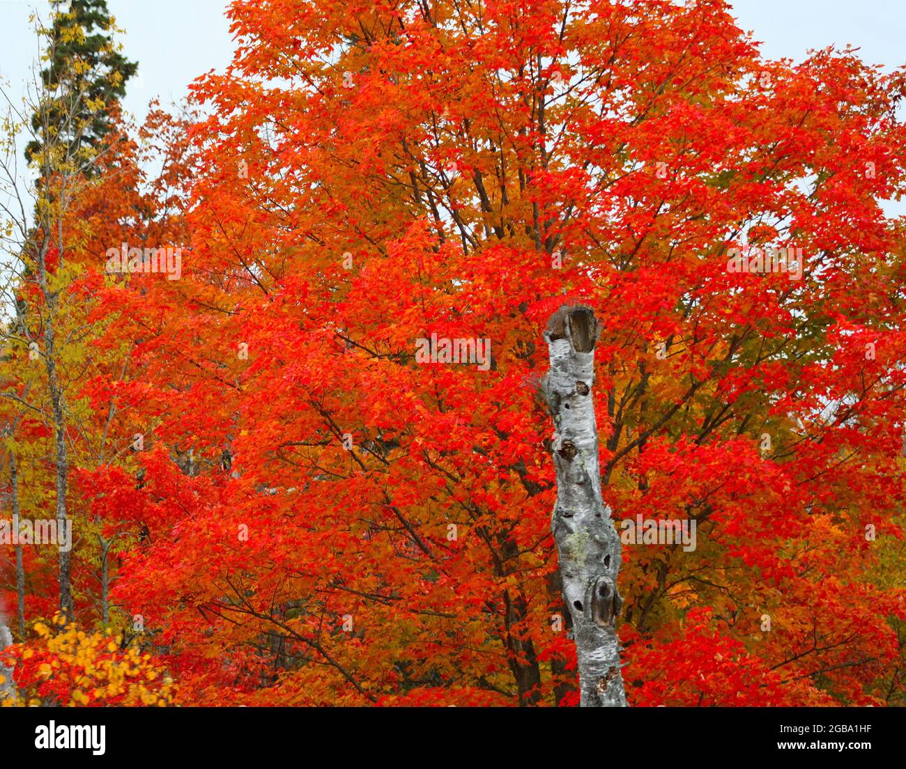 Un albero in autunno mostra la sua splendida bellezza rossa, mentre un albero sempreverde è sullo sfondo a Lutsen, Minnesota, U.S.A.,. Foto Stock