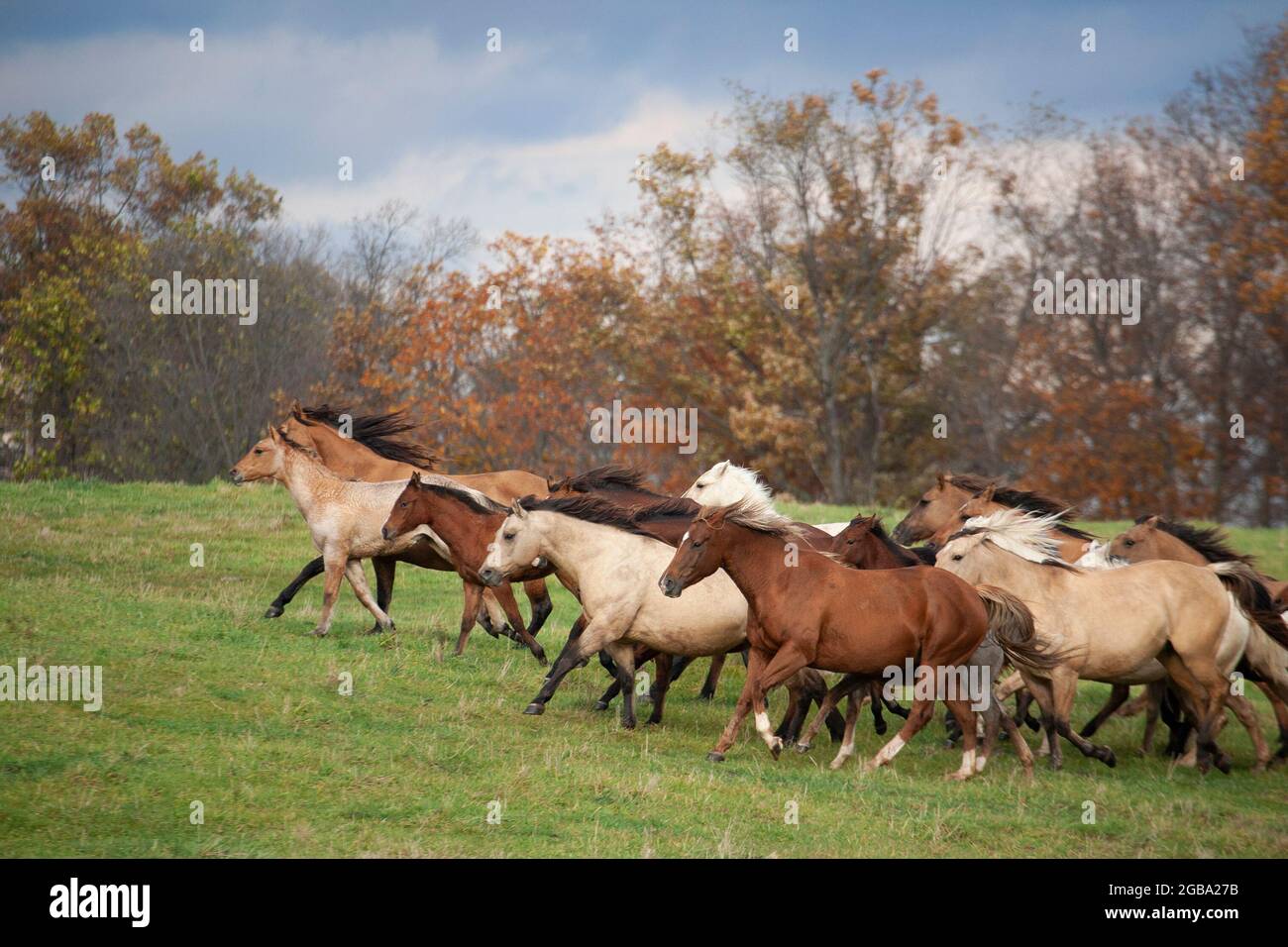Mandria di quarti di cavalli che galoppano attraverso un campo erboso in una fattoria in autunno, Fulton County, Pennsylvania, USA Foto Stock