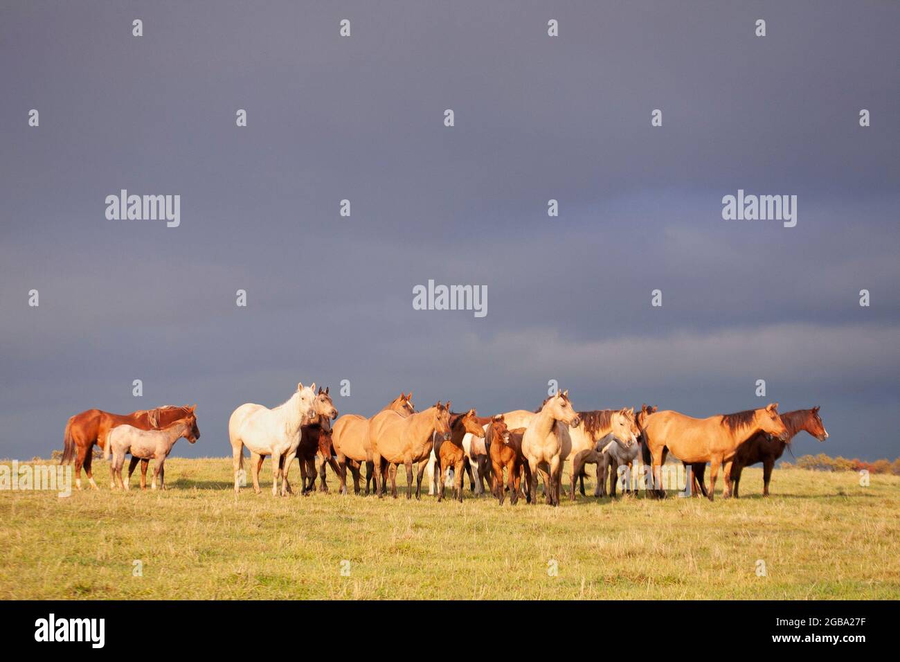 Grande mandria di quarti di cavalli all'aperto su erba pascolo alla luce del tardo pomeriggio Foto Stock