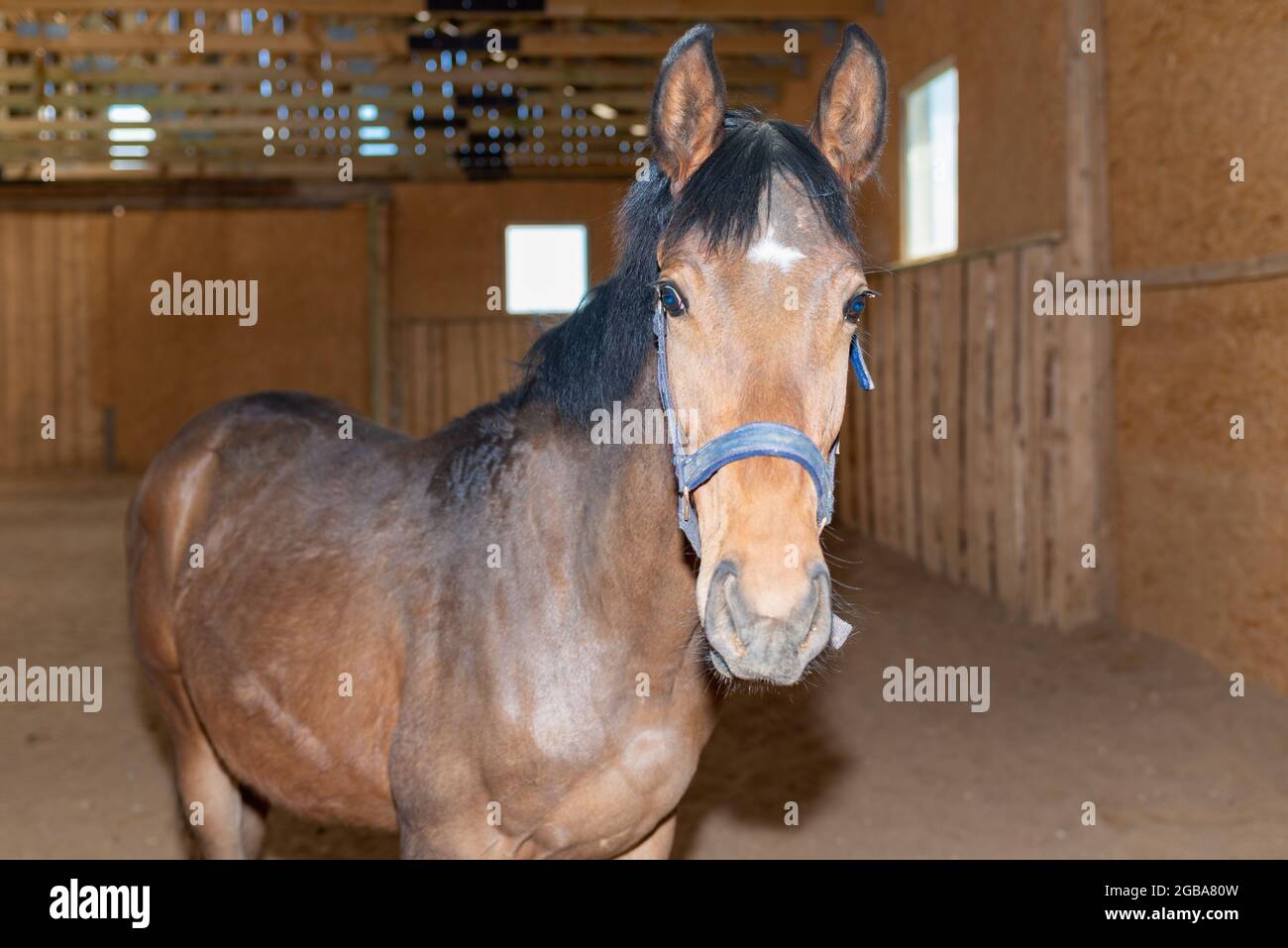 Bellissimo stupefacente, sano cavallo di castagno marrone al posto di equitazione al coperto. Ritratto di un giovane cavallo purebred.Closeup. Foto Stock
