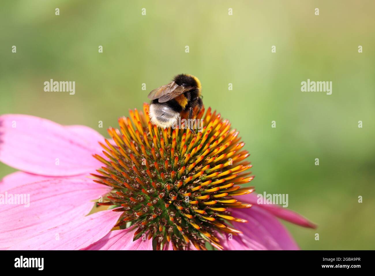 Bumble ape raccoglie polline dal fiore Rudbeckia, macro shot. Natura selvaggia, prato estivo Foto Stock