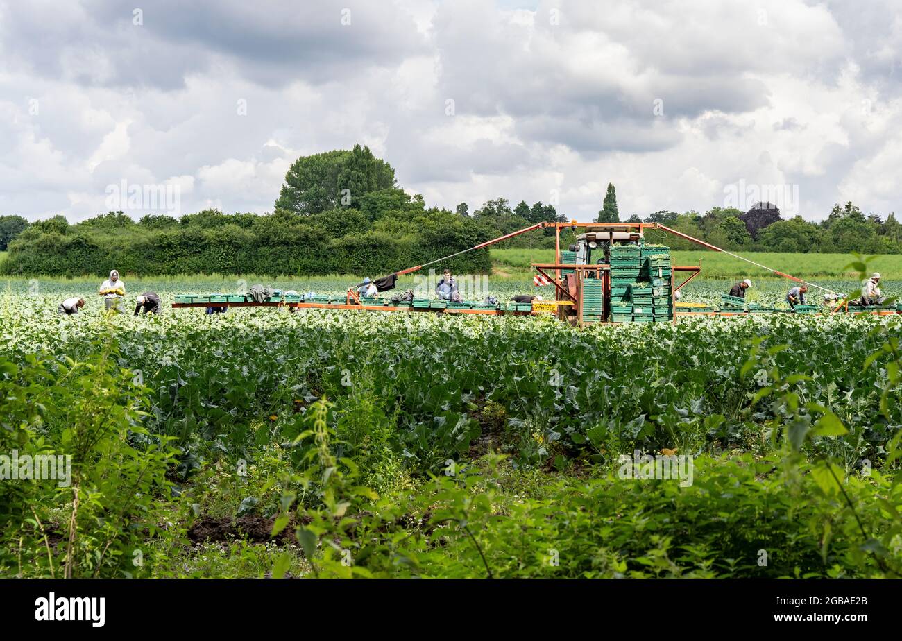 Operai agricoli che raccolgono ortaggi in un campo nella campagna del Worcestershire, Regno Unito Foto Stock