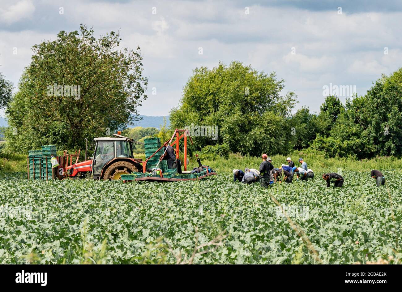 Operai agricoli che raccolgono ortaggi in un campo nella campagna del Worcestershire, Regno Unito Foto Stock