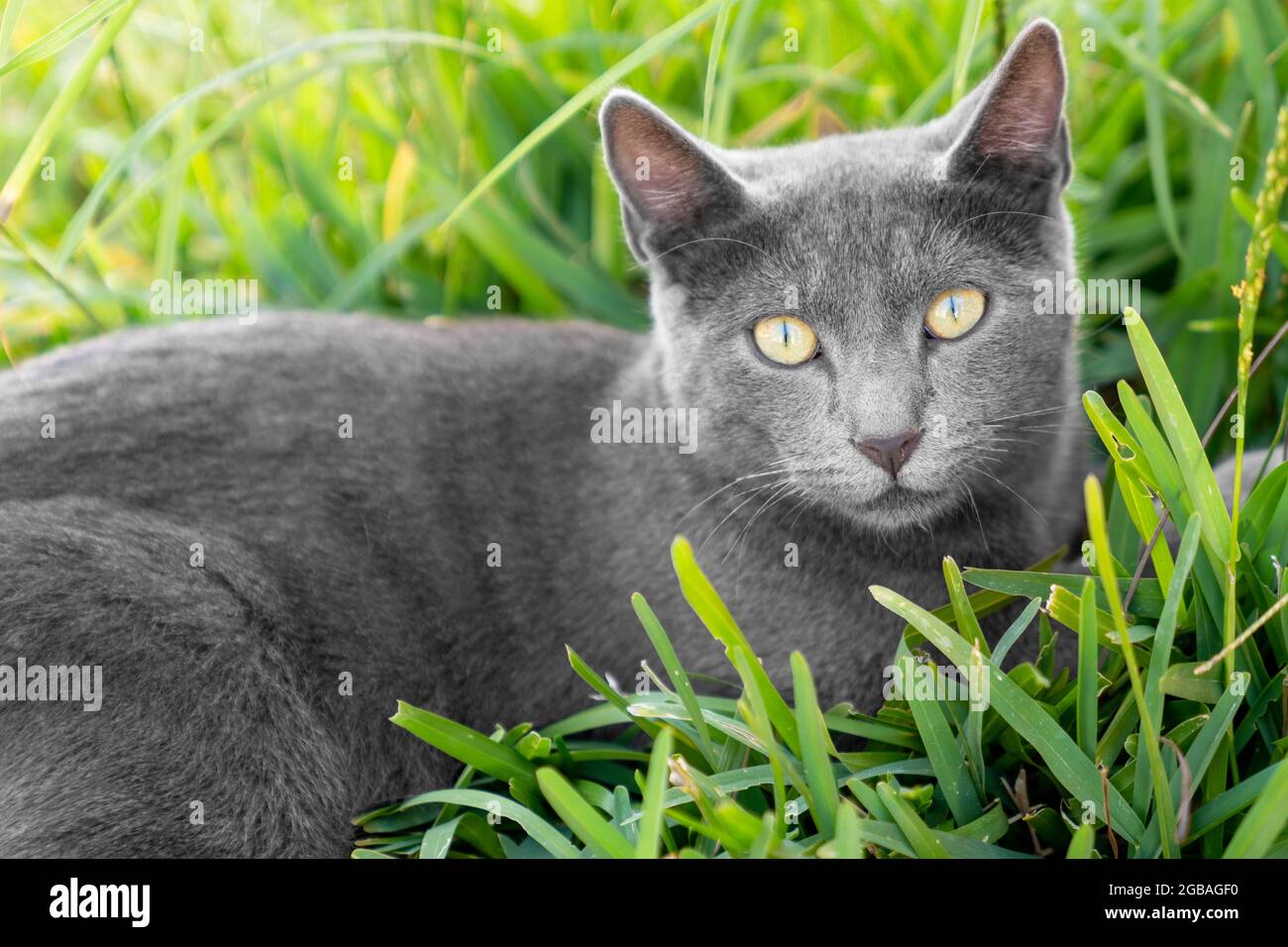Un adorabile gatto di pelliccia grigia è seduto sull'erba e sta fissando con occhi curiosi e grandi. . Foto di alta qualità Foto Stock
