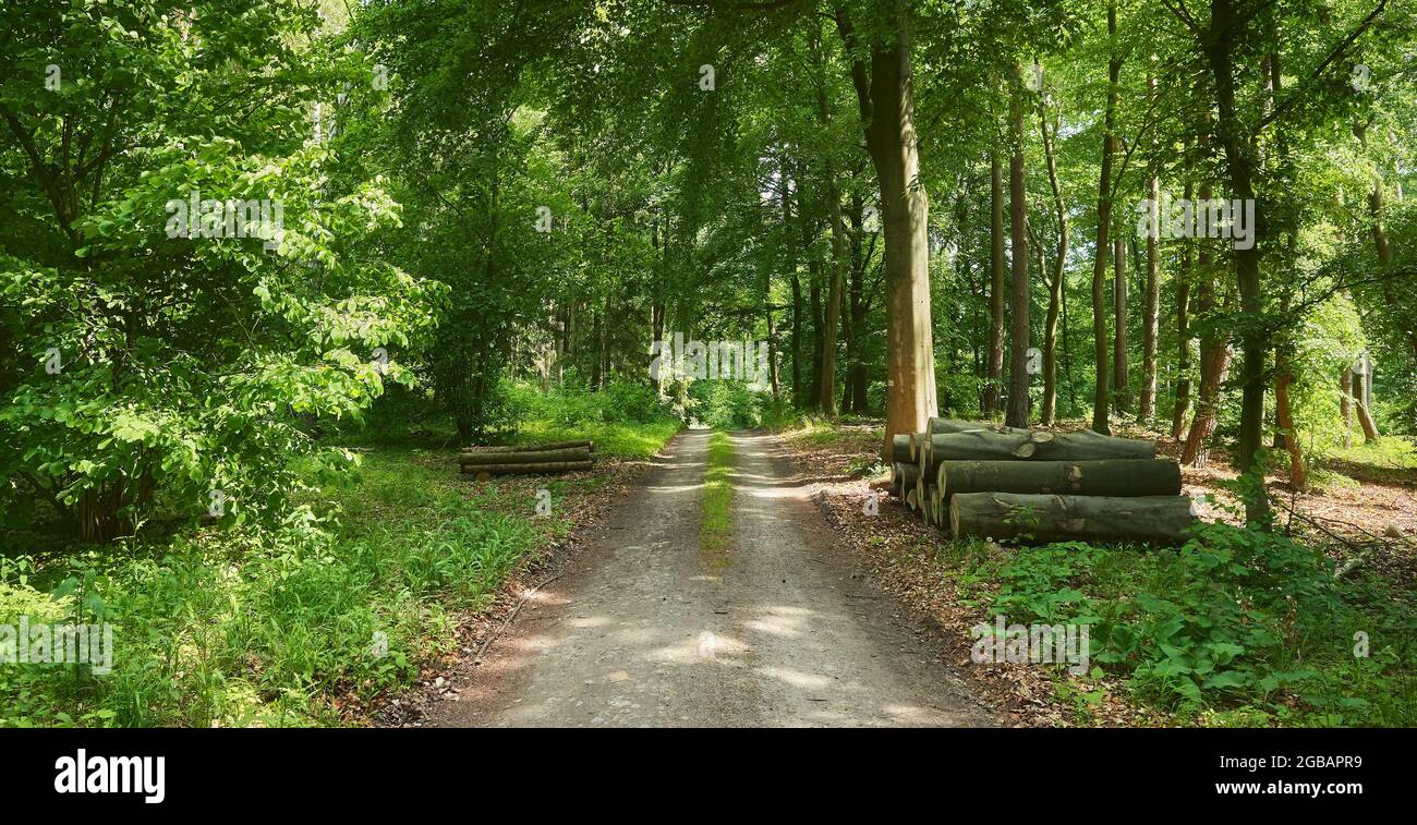 Strada in una foresta con tronchi da parte. Foto Stock