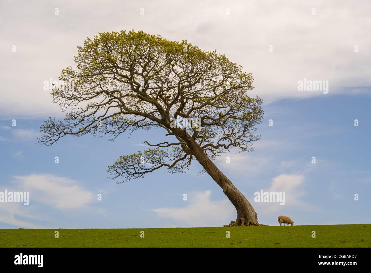 Vento albero curvato sullo skyline vicino Llanystumdwy Galles del Nord Foto Stock