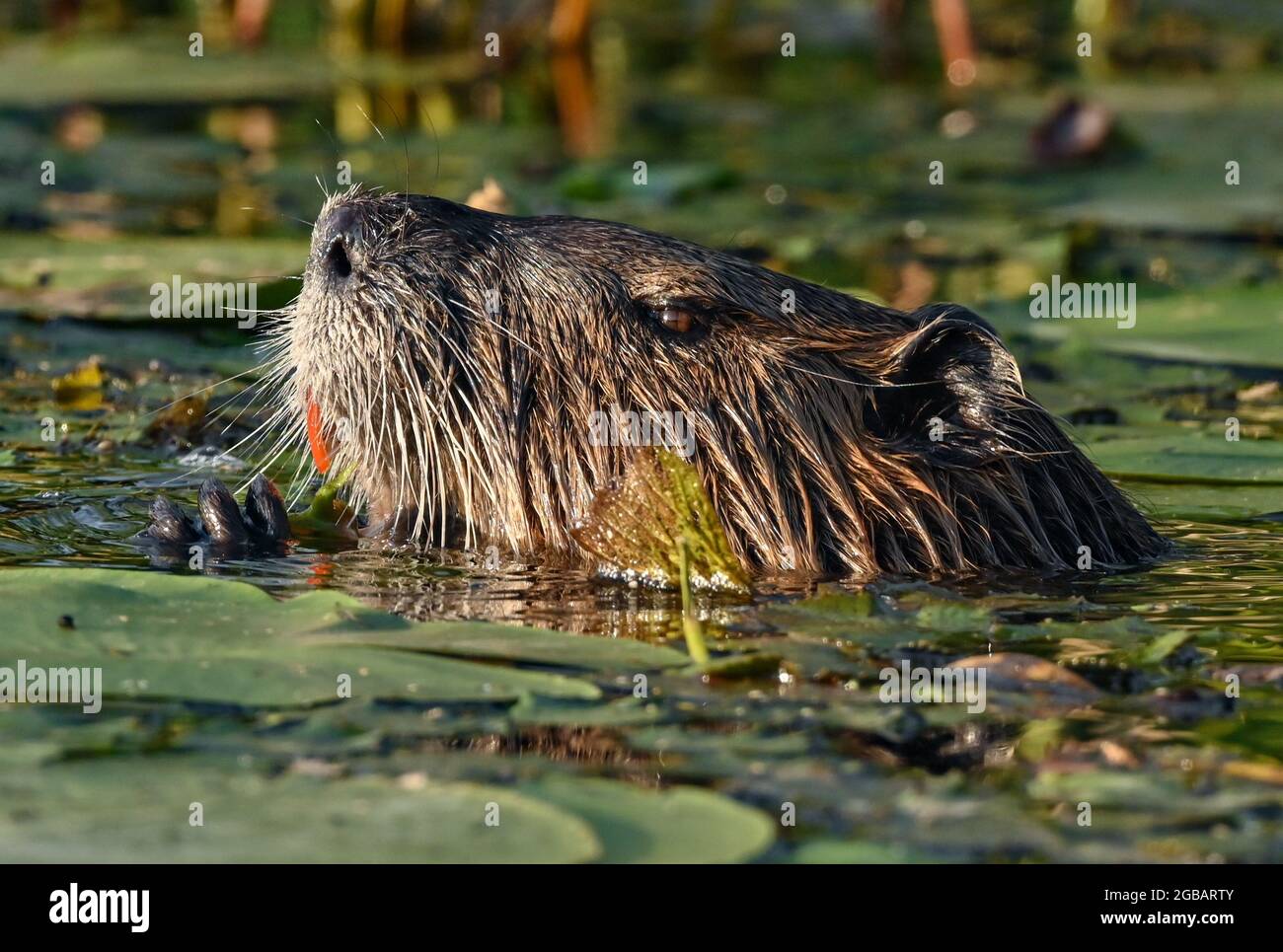 Kersdorf, Germania. 02 agosto 2021. Una nutria (Myocastor coypus) mangia piante tra le ciotole al sole serale sul lago Kersdorf. La nutria è una specie di roditori originaria del Sud America e naturalizzata in Europa centrale, è anche chiamata castoro palude. Il Lago Kersdorf è una riserva naturale situata nel distretto di Oder-Spree. In estate il lago è completamente coperto di ninfee e gigli di laghetto gialli. Qui si possono osservare uccelli rari come l'aquila dalla coda bianca, il falco pescatore, l'aquilone rosso e nero, nonché il Martin pescatore. Credit: Patrick Pleul/dpa-Zentralbild/ZB/dpa/Alamy Live News Foto Stock