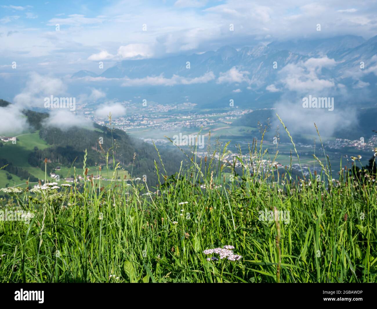 prato di fiori verdi nelle alpi Foto Stock