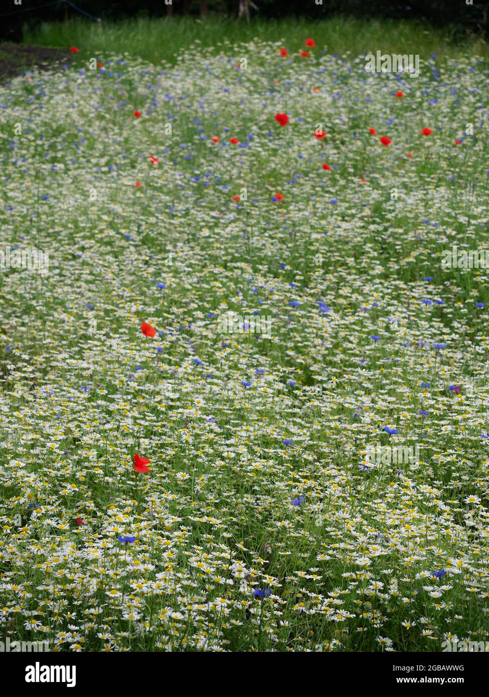 Un cerotto di margherite e altri fiori selvatici Foto Stock