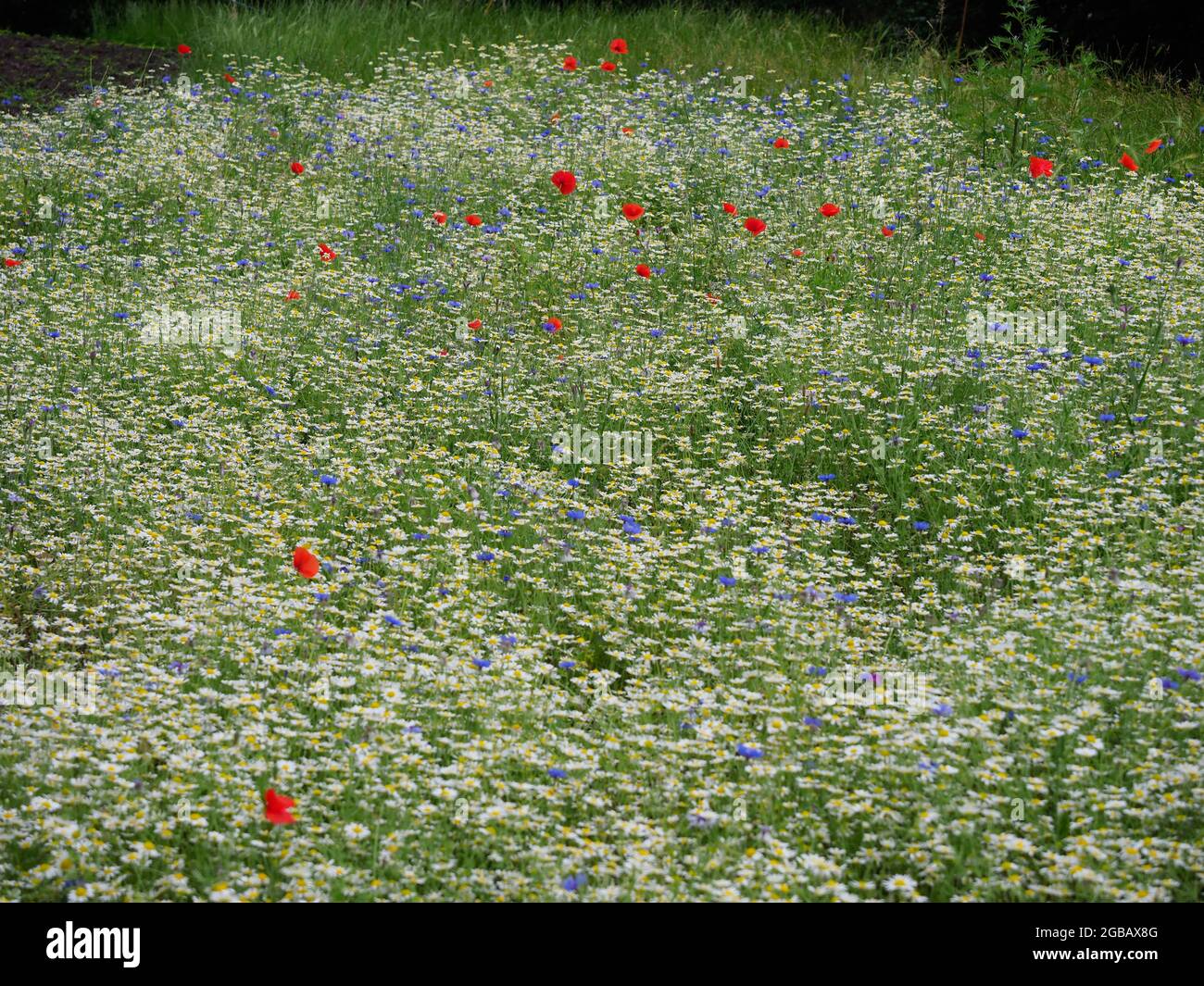 Un cerotto di margherite e altri fiori selvatici Foto Stock