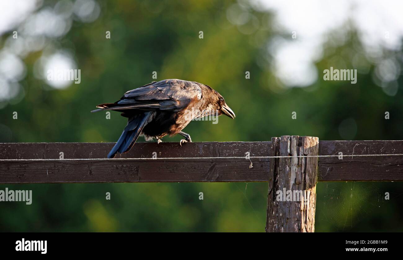 Carrion corvo appollaiato su una recinzione Foto Stock