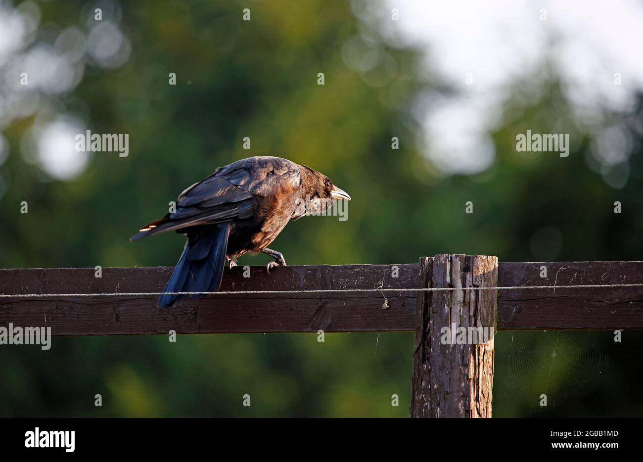 Carrion corvo appollaiato su una recinzione Foto Stock