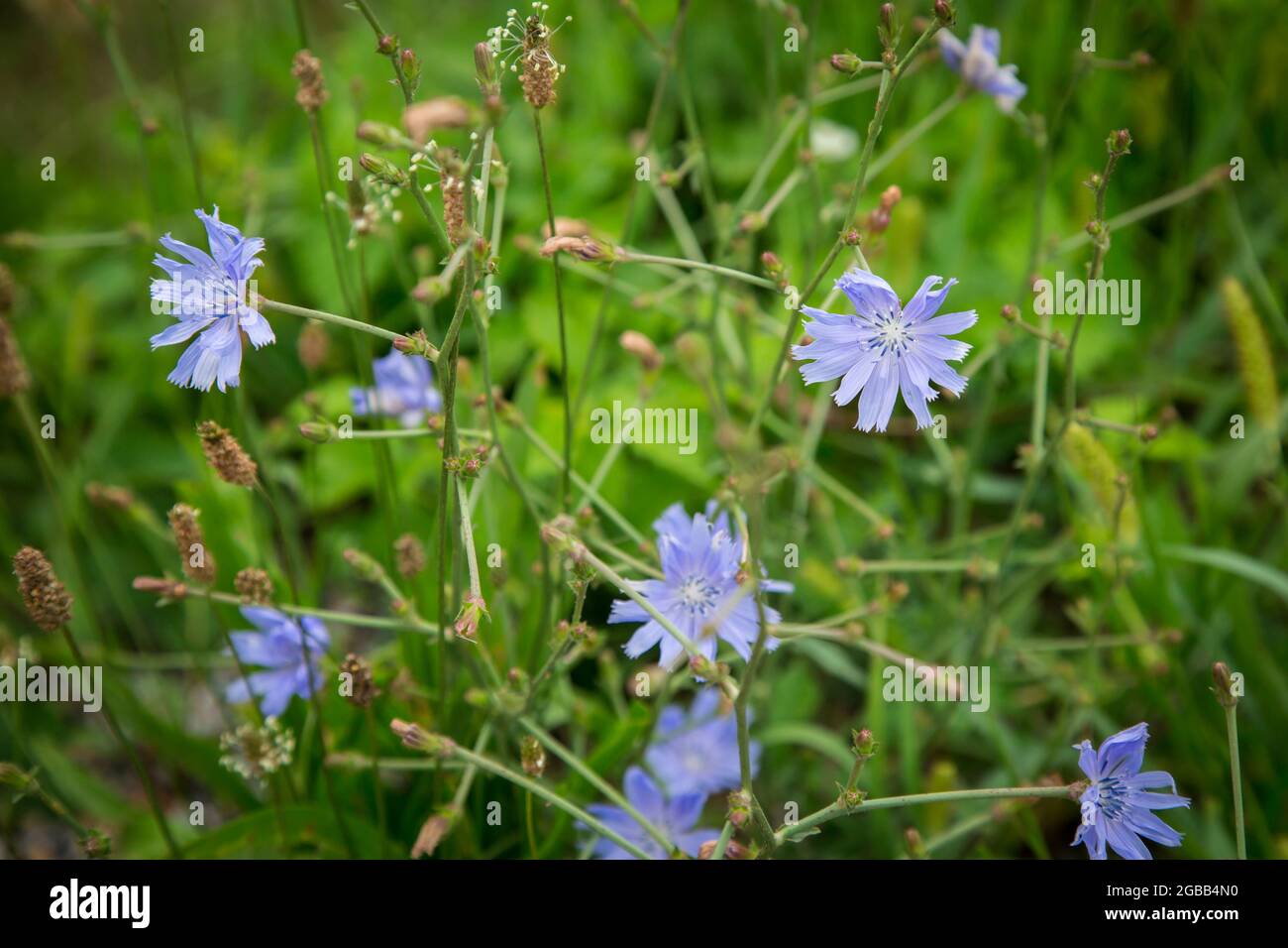 Parco Nazionale Thayatal - fiori blu Foto Stock