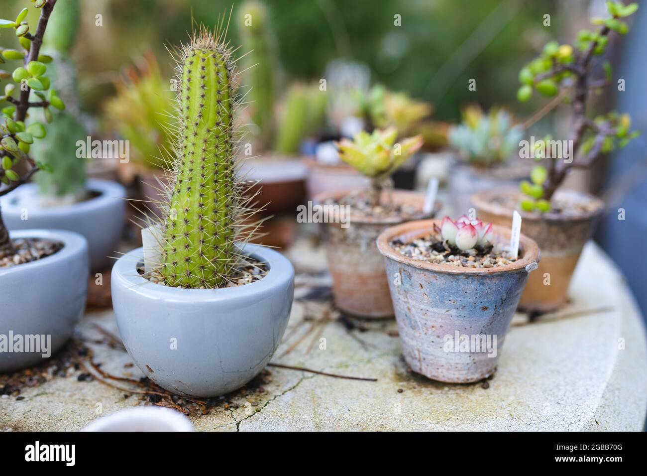 Varie piante di succulente e di cactus che crescono in pentole al centro del giardino Foto Stock Varie piante di succulente e di cactus che crescono in pentole al centro del giardino Foto Stock