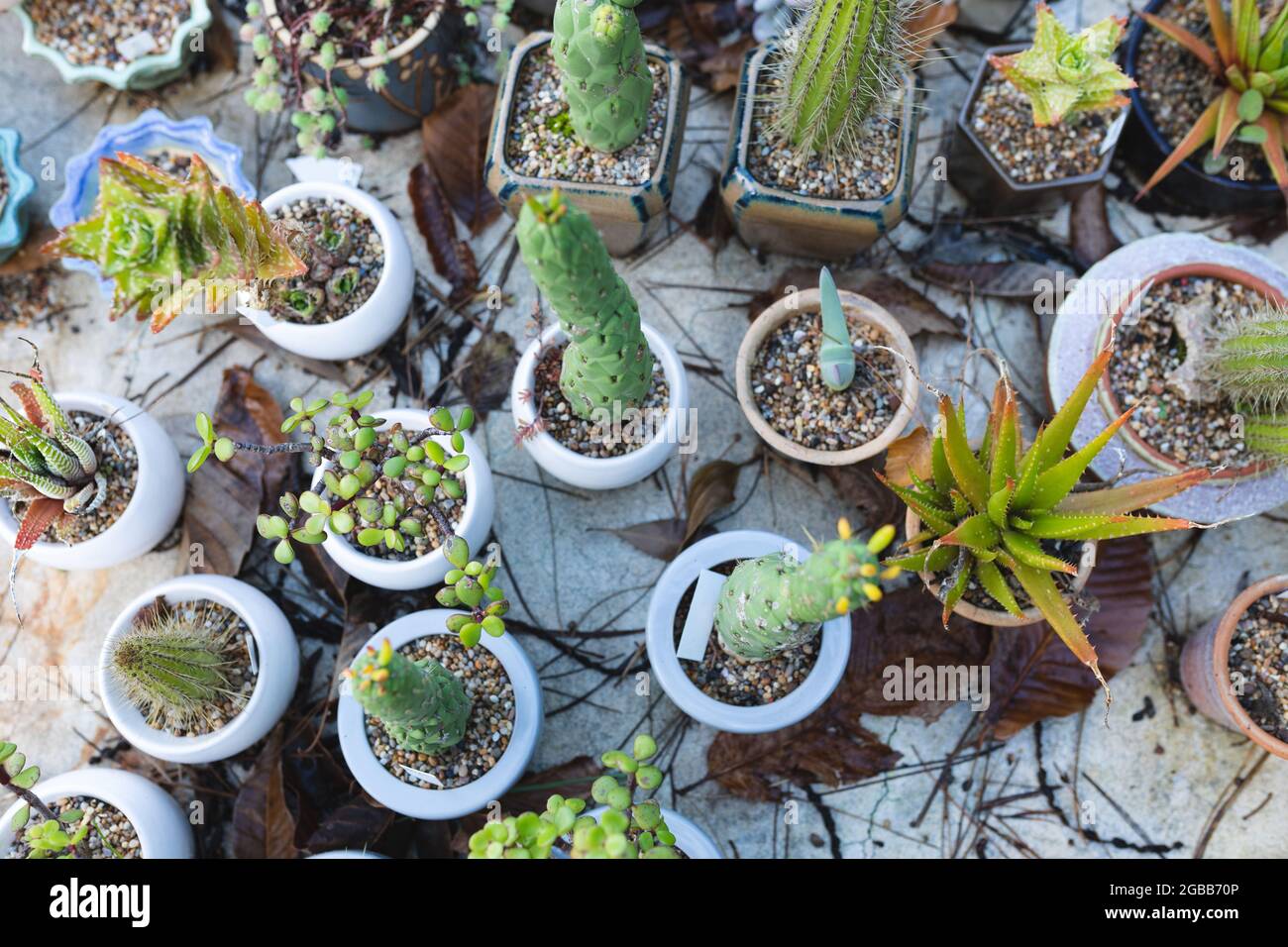Varie piante di succulente e di cactus che crescono in pentole al centro del giardino Foto Stock Varie piante di succulente e di cactus che crescono in pentole al centro del giardino Foto Stock