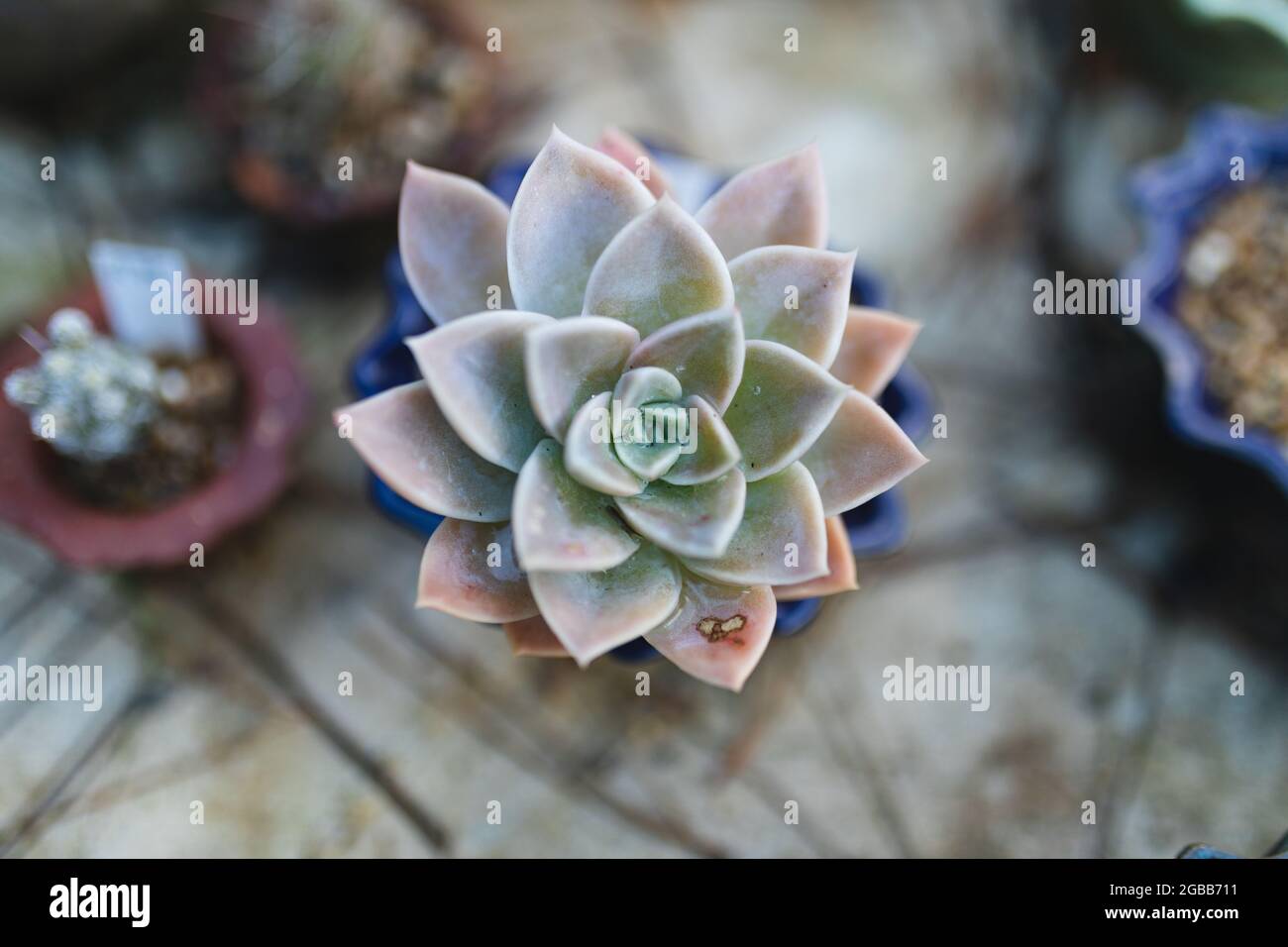 Succulenti e piante di cactus che crescono in vasi al centro del giardino Foto Stock Succulenti e piante di cactus che crescono in vasi al centro del giardino Foto Stock